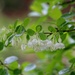 Sparkleberry blossoms in the rain...