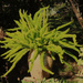 Asparagus Fern ~