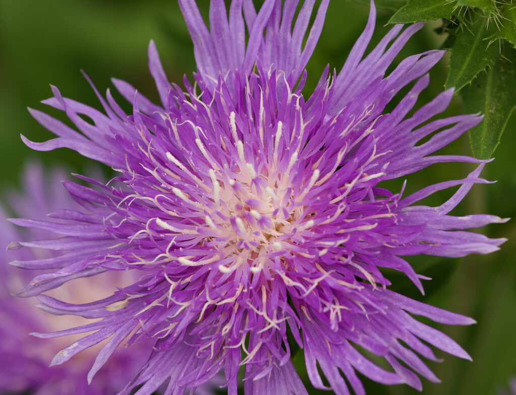 Stokes' aster by eudora