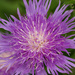 Stokes' aster