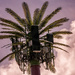 Florida's New Palm Tree!