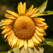 Almost Perfect Sunflower!