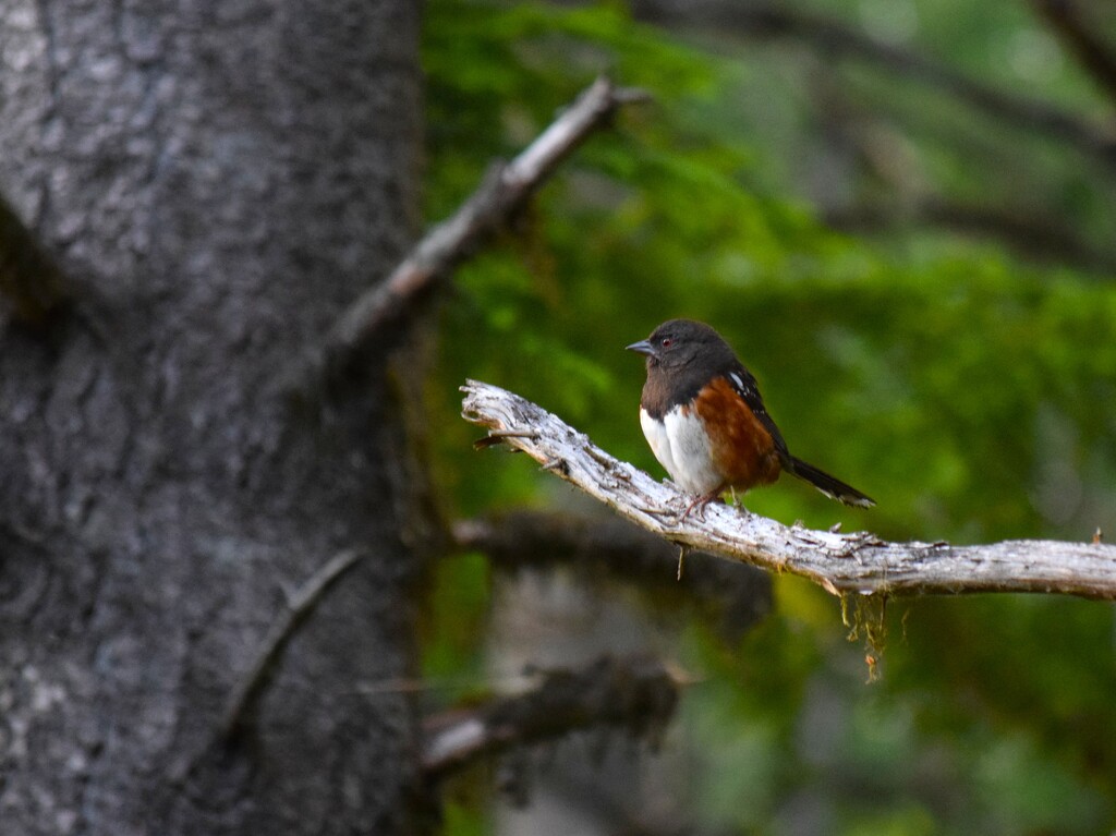 Spotted Towhee by richyoung