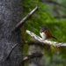 Spotted Towhee