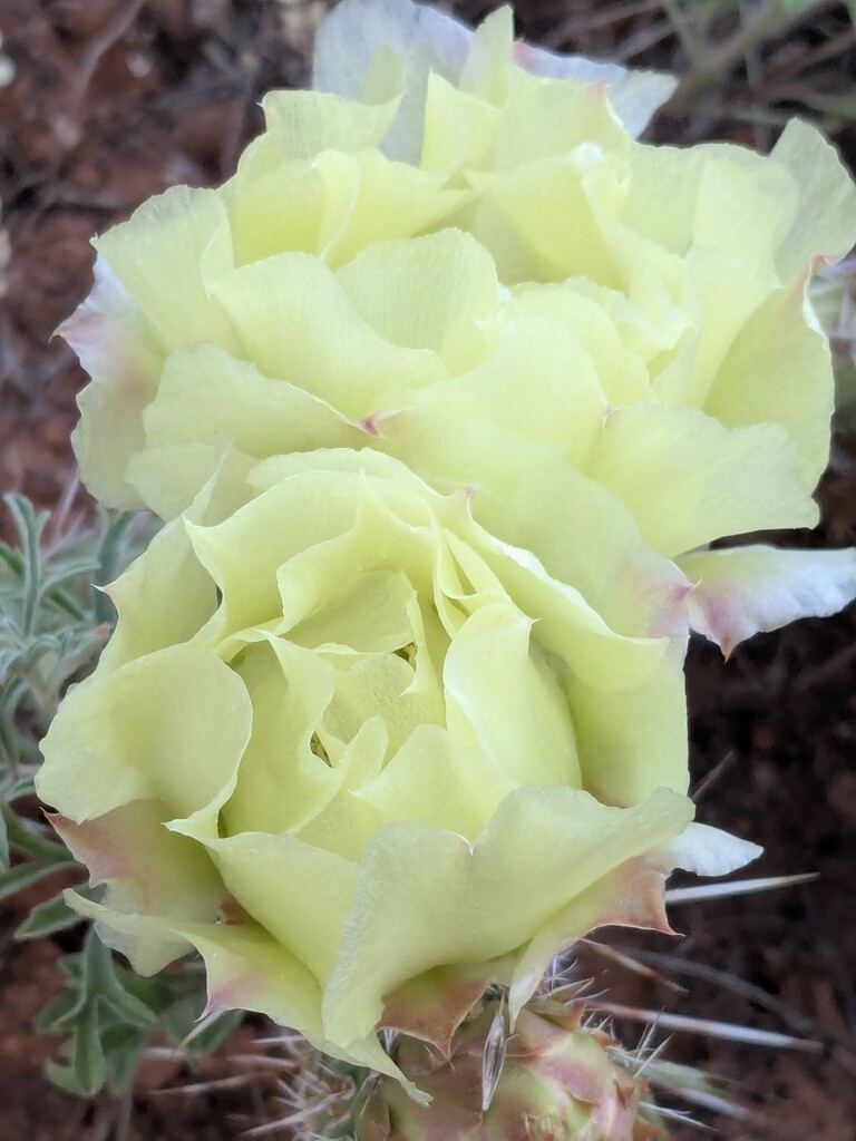 Prickly pear by wakuwaku