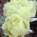 Prickly pear