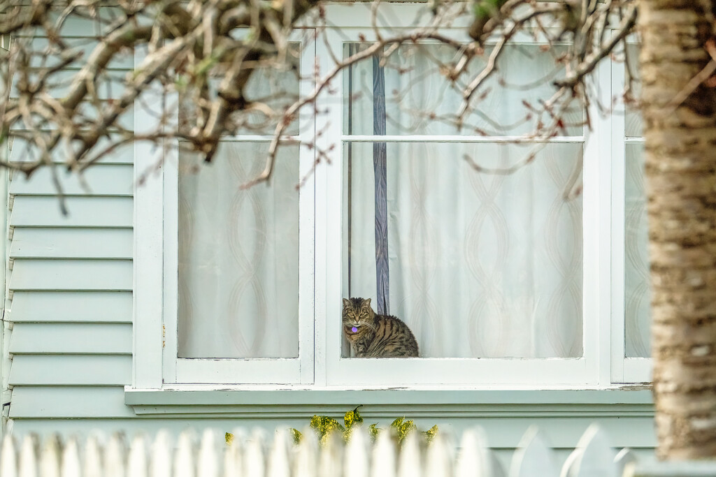 The Watcher by helenw2