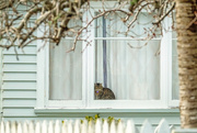 13th Jun 2025 - The Watcher