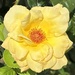 Good morning sunshine…