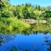 Reflections in the Wetlands
