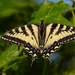 Eastern Tiger Swallowtail