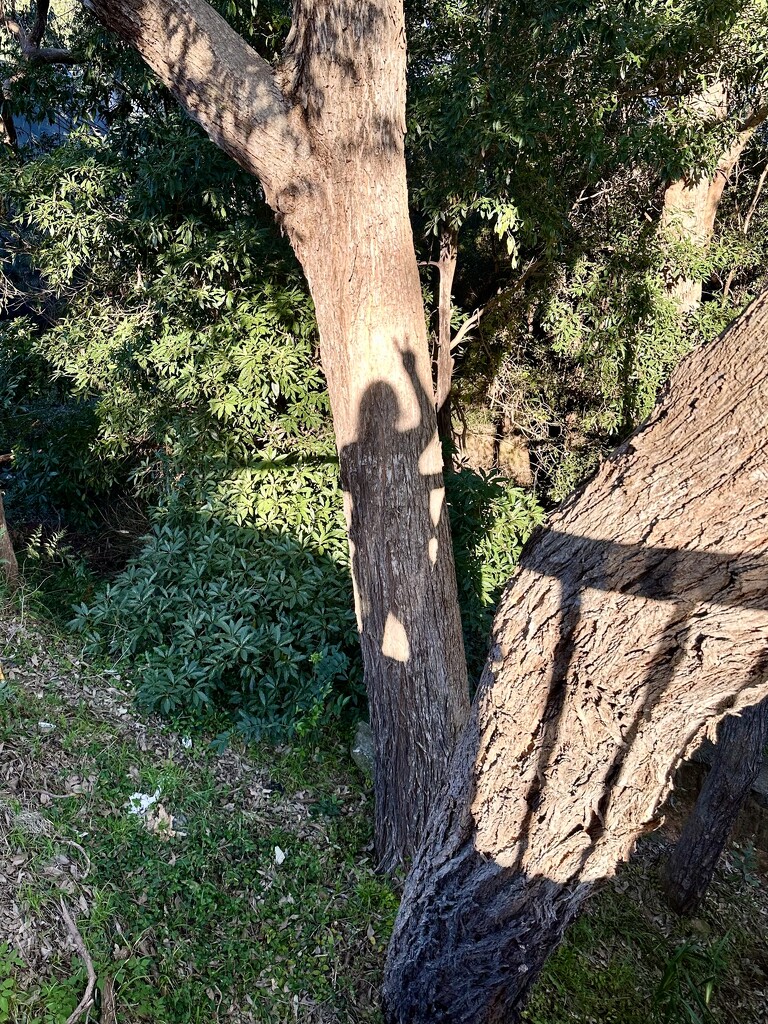 I’m on a tree by kjarn