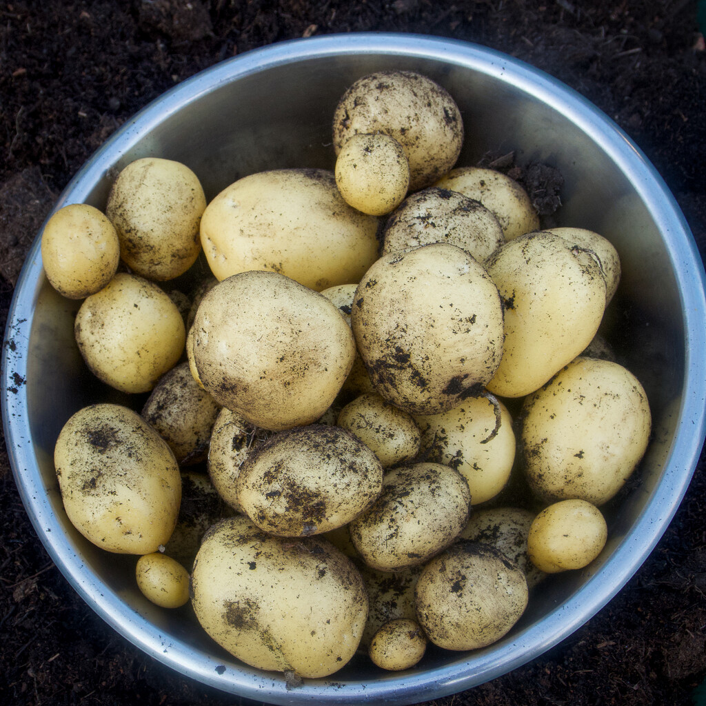 Freshly Dug Potatoes by matsonnestam