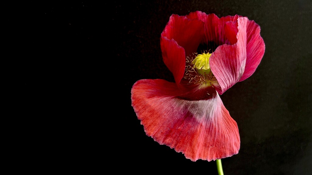 Opium Poppy 2 by carole_sandford