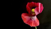 13th Jun 2025 - Opium Poppy 2