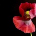 Opium Poppy 2