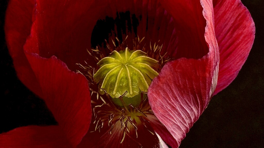 Opium Poppy 1 by carole_sandford