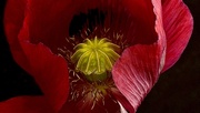 13th Jun 2025 - Opium Poppy 1