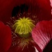 Opium Poppy 1