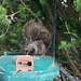Wild Squirrel