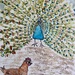 Elise’s birds