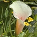 Some Kind of Arum Lily........