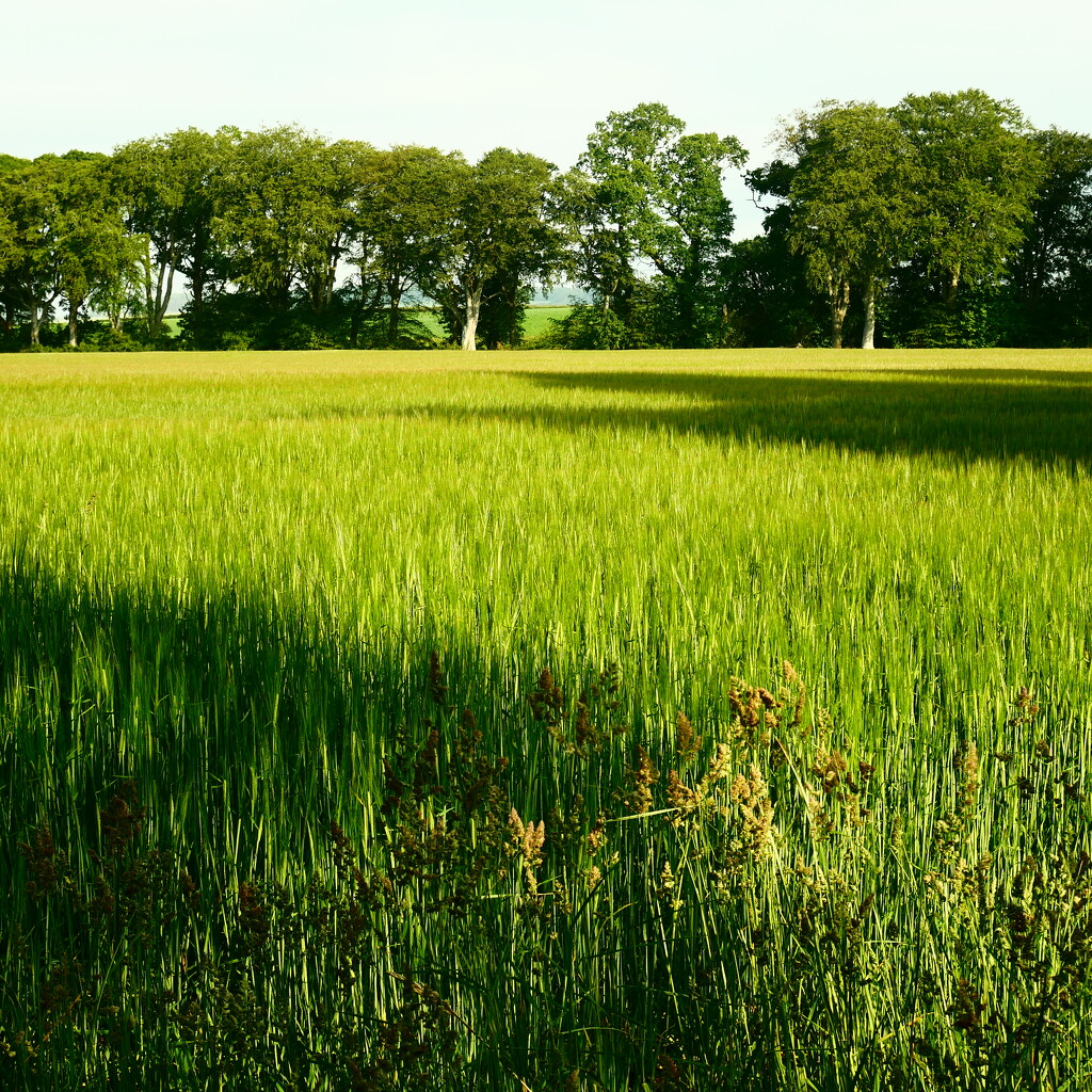 Cereal crop by dgrpad
