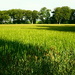 Cereal crop
