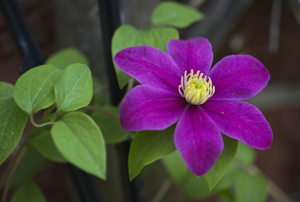 Velvety Clematis by gardencat