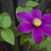 Velvety Clematis