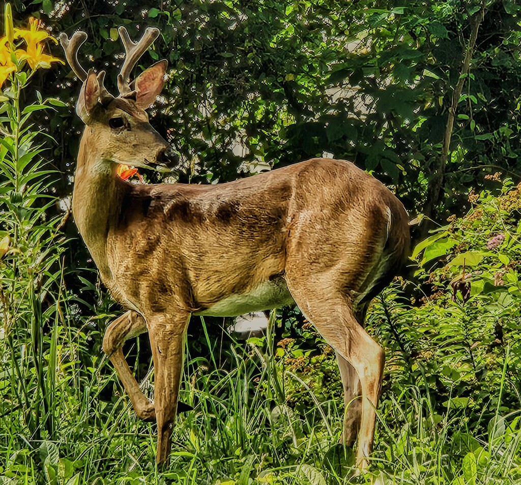 The deer came back, and struck a pose in the front yard by alyclark