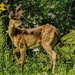 The deer came back, and struck a pose in the front yard