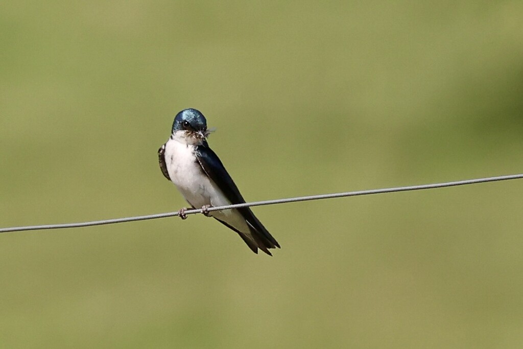 Tree Swallow by corinnec