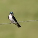 Tree Swallow