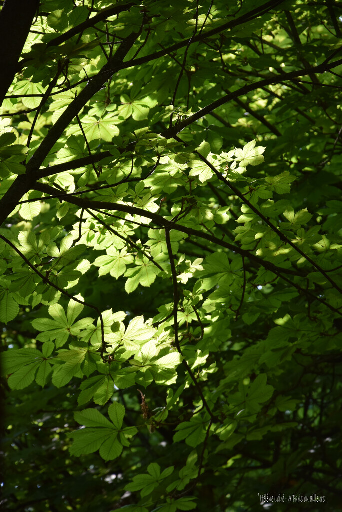 under the tree by parisouailleurs