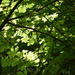under the tree