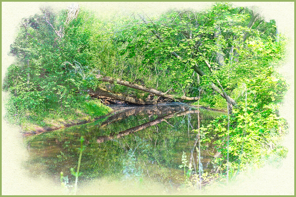 Creek Reflections by gardencat