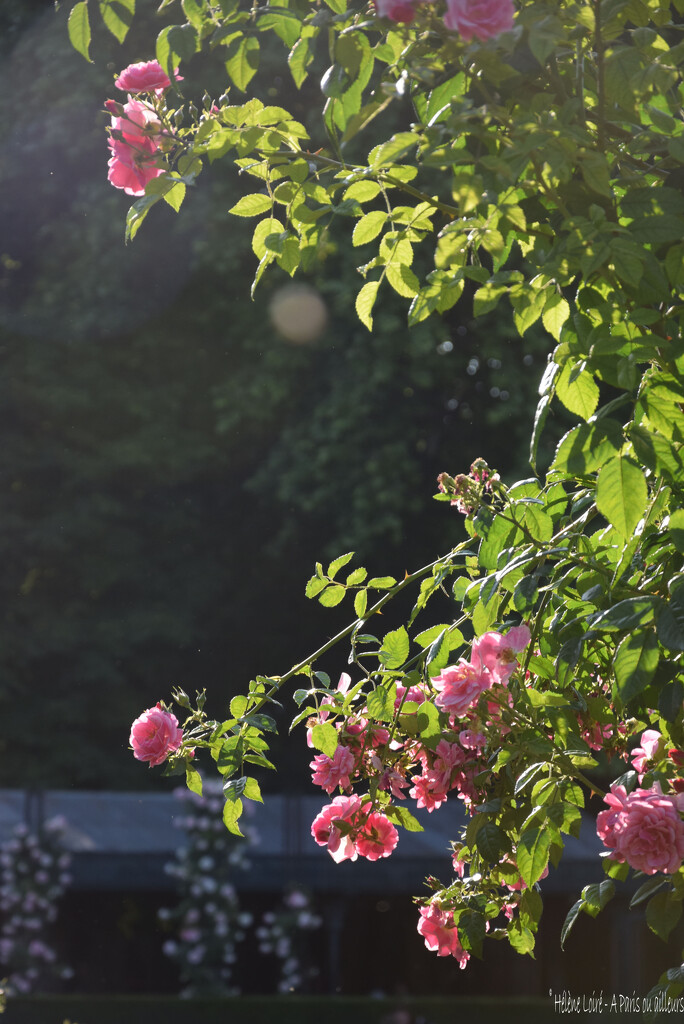 Roses by parisouailleurs