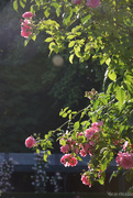 7th Jun 2025 - Roses