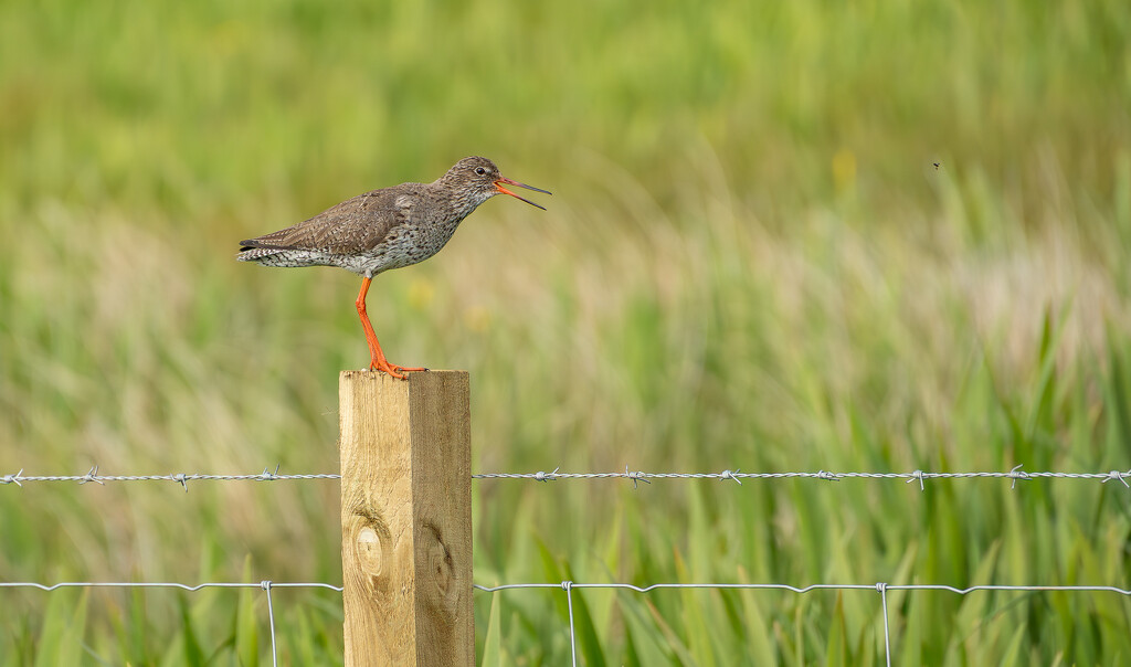 Another Redshank by lifeat60degrees