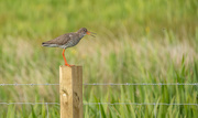 13th Jun 2025 - Another Redshank