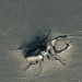 Staghorn beetle