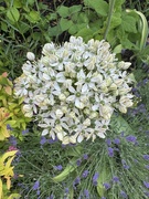 8th Jun 2025 - Just a beautiful flower 