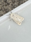 10th Jun 2025 - A fairy moth 