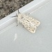 A fairy moth 