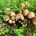 A Little Mushroom Colony