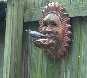 14th Jun 2025 - Sitting in the Catbird Seat