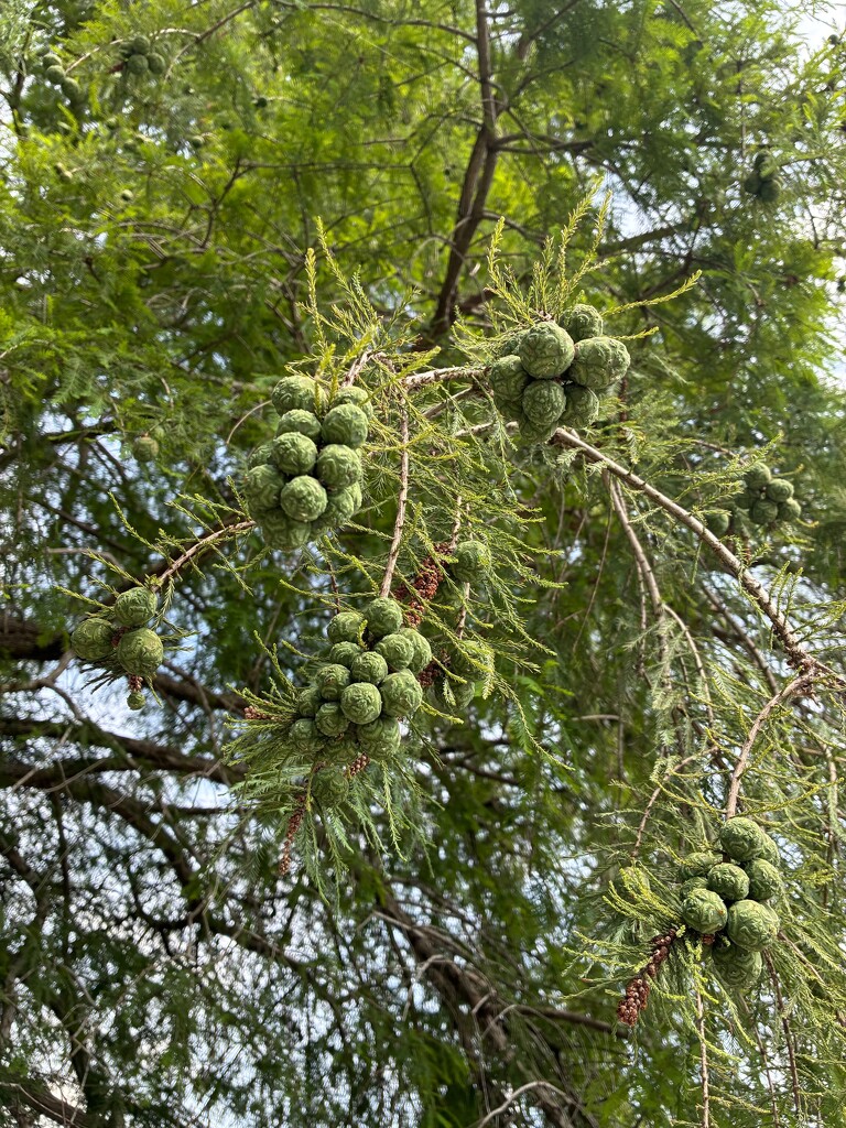 Possibly Bald Cypress by allie912