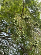 14th Jun 2025 - Possibly Bald Cypress