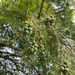 Possibly Bald Cypress